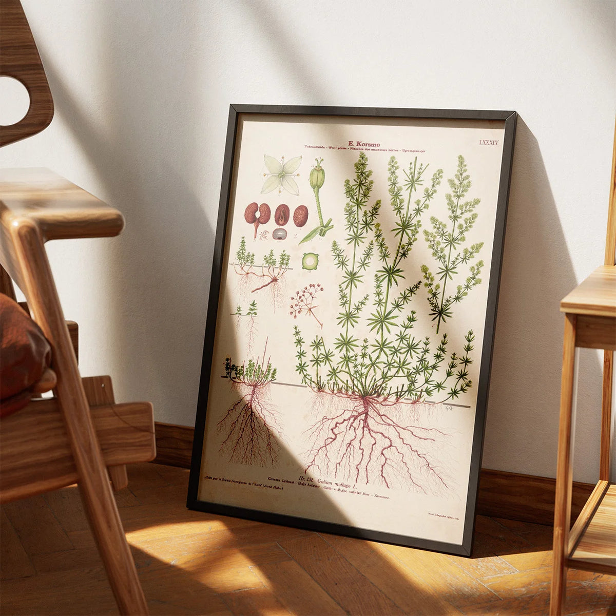 Hvid snerre 1913 - Botanisk plakat – billede 3