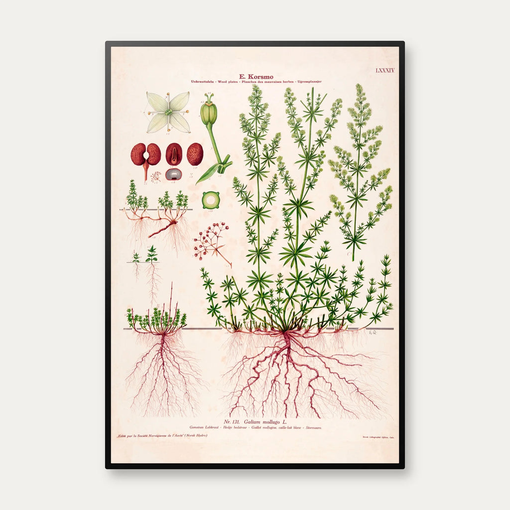 Hvid snerre 1913 - Botanisk plakat – billede 1