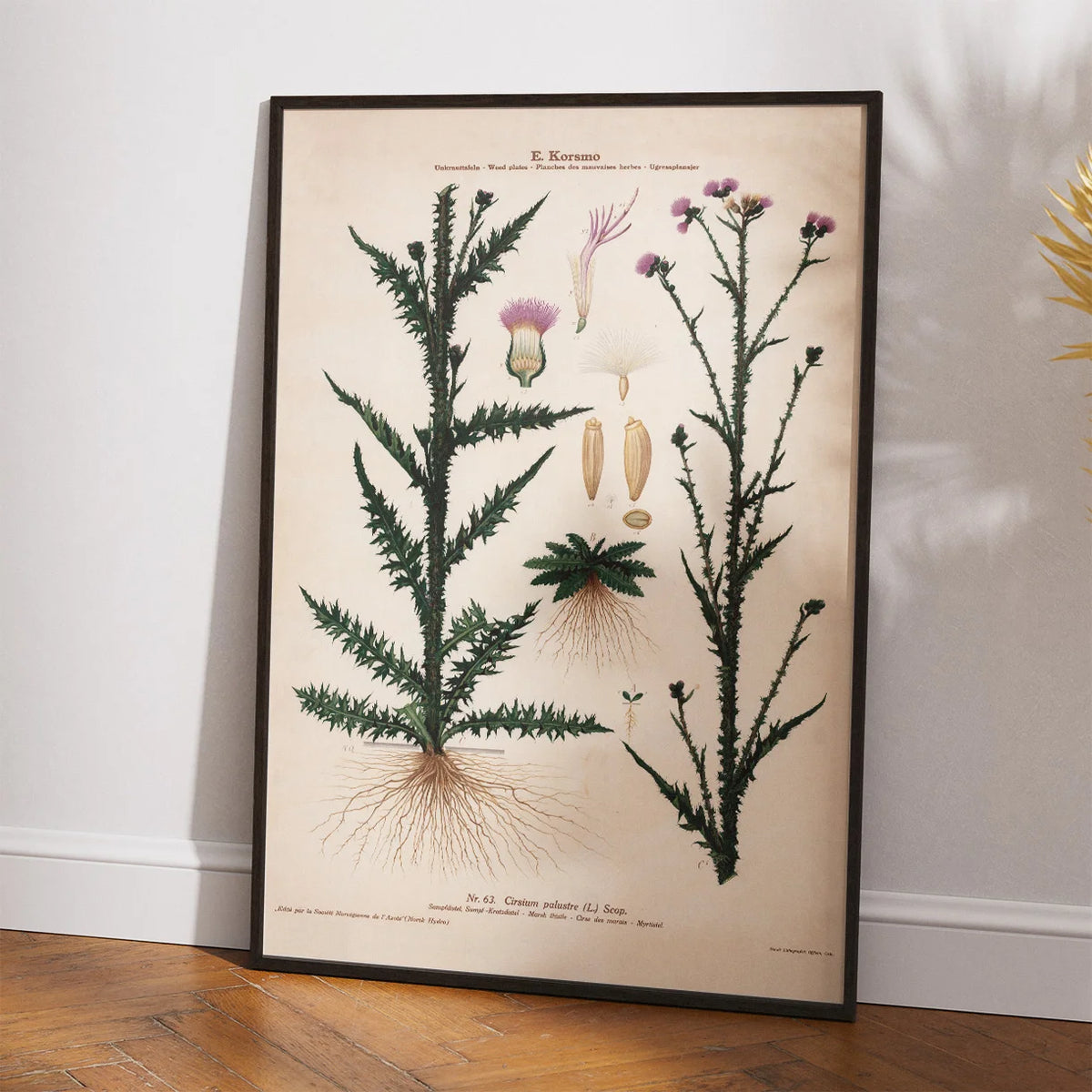 Kærbladhoved 1913 - Botanisk plakat – billede 2