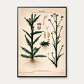 Kærbladhoved 1913 - Botanisk plakat – billede 1