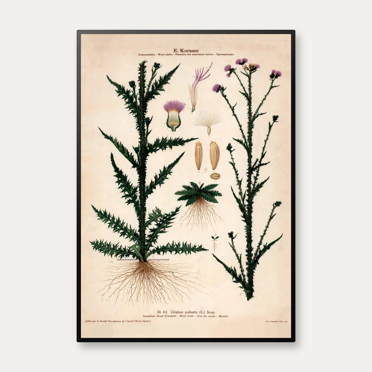 Kærbladhoved 1913 - Botanisk plakat – billede 1