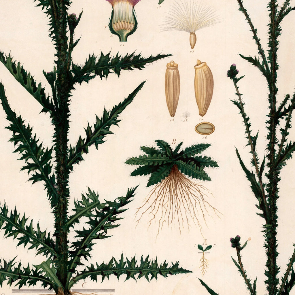 Kærbladhoved 1913 - Botanisk plakat – billede 4