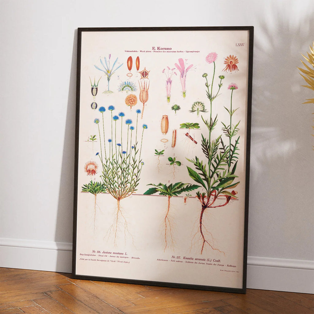 Blåmunke og blåhat 1913 - Botanisk plakat – billede 2