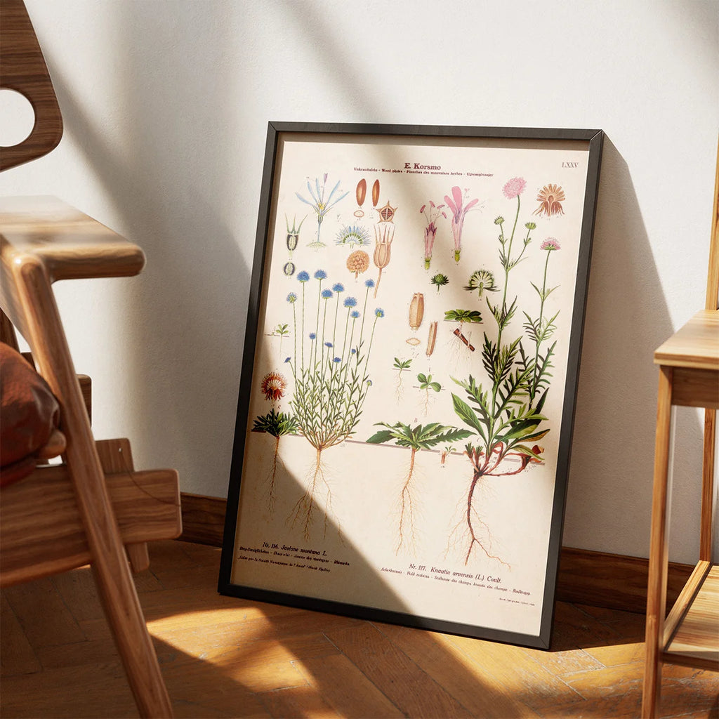Blåmunke og blåhat 1913 - Botanisk plakat – billede 3