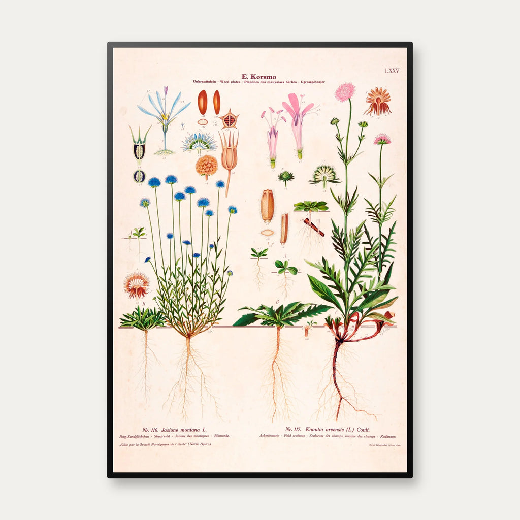 Blåmunke og blåhat 1913 - Botanisk plakat – billede 1