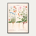 Blåmunke og blåhat 1913 - Botanisk plakat – billede 1