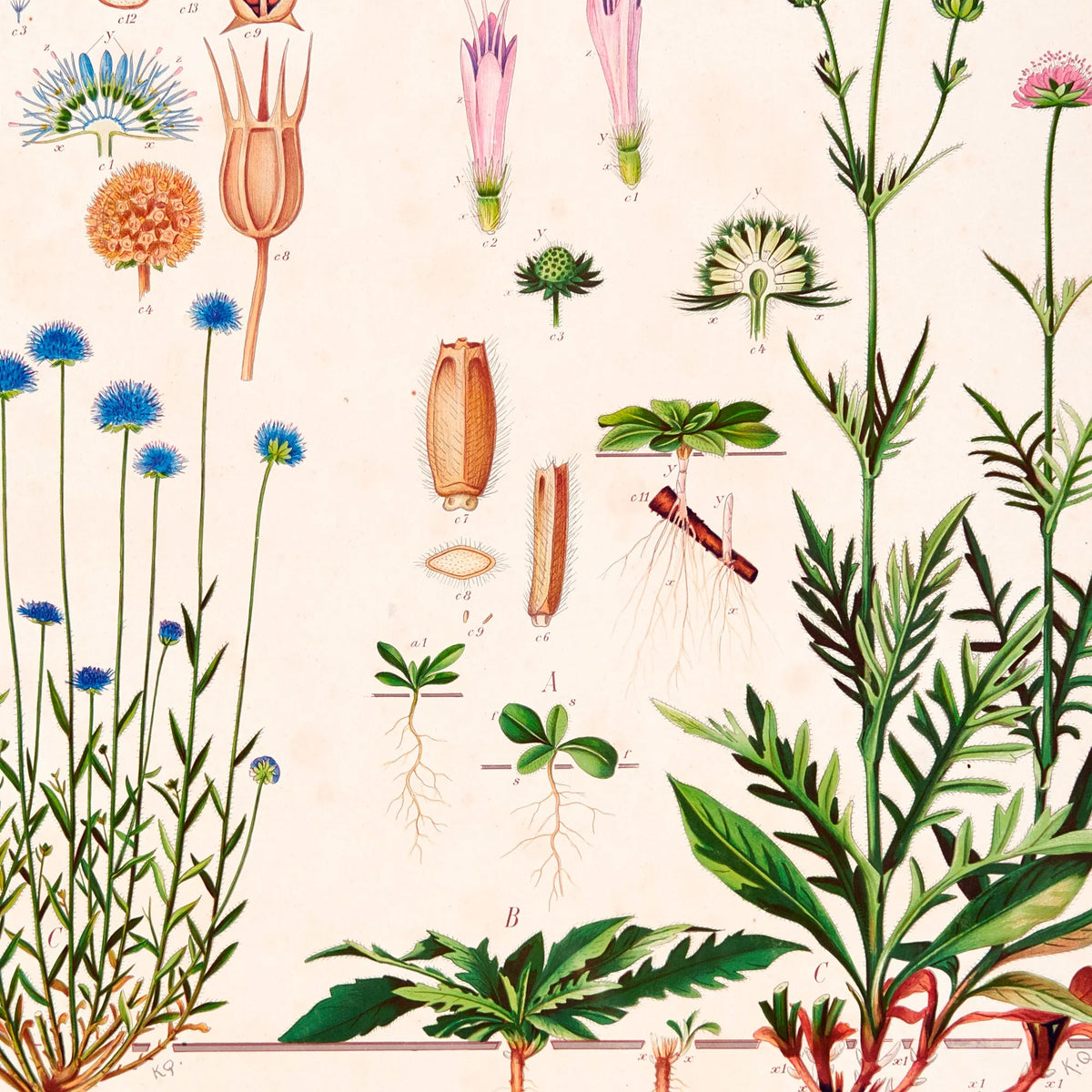 Blåmunke og blåhat 1913 - Botanisk plakat – billede 4
