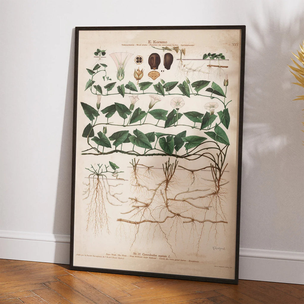 Stor snerle 1913 - Botanisk plakat – billede 2