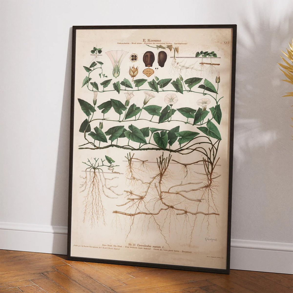 Stor snerle 1913 - Botanisk plakat – billede 2
