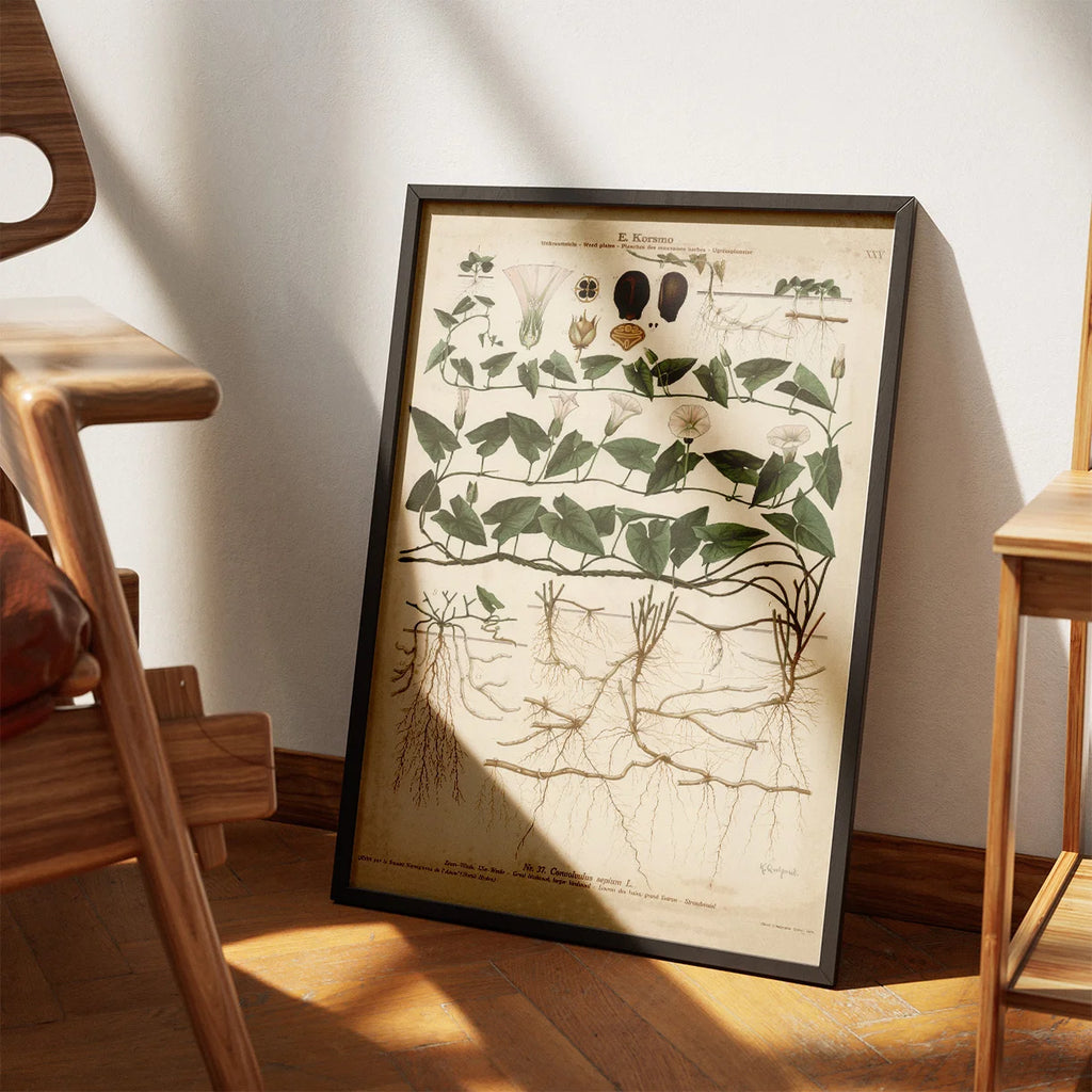 Stor snerle 1913 - Botanisk plakat – billede 3
