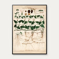 Stor snerle 1913 - Botanisk plakat – billede 1