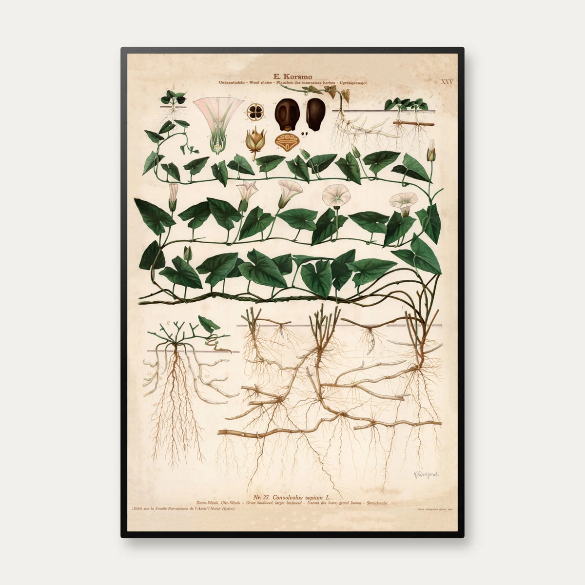 Stor snerle 1913 - Botanisk plakat – billede 1
