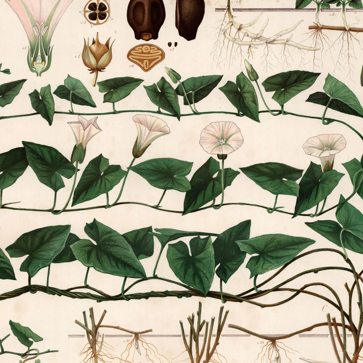 Stor snerle 1913 - Botanisk plakat – billede 4