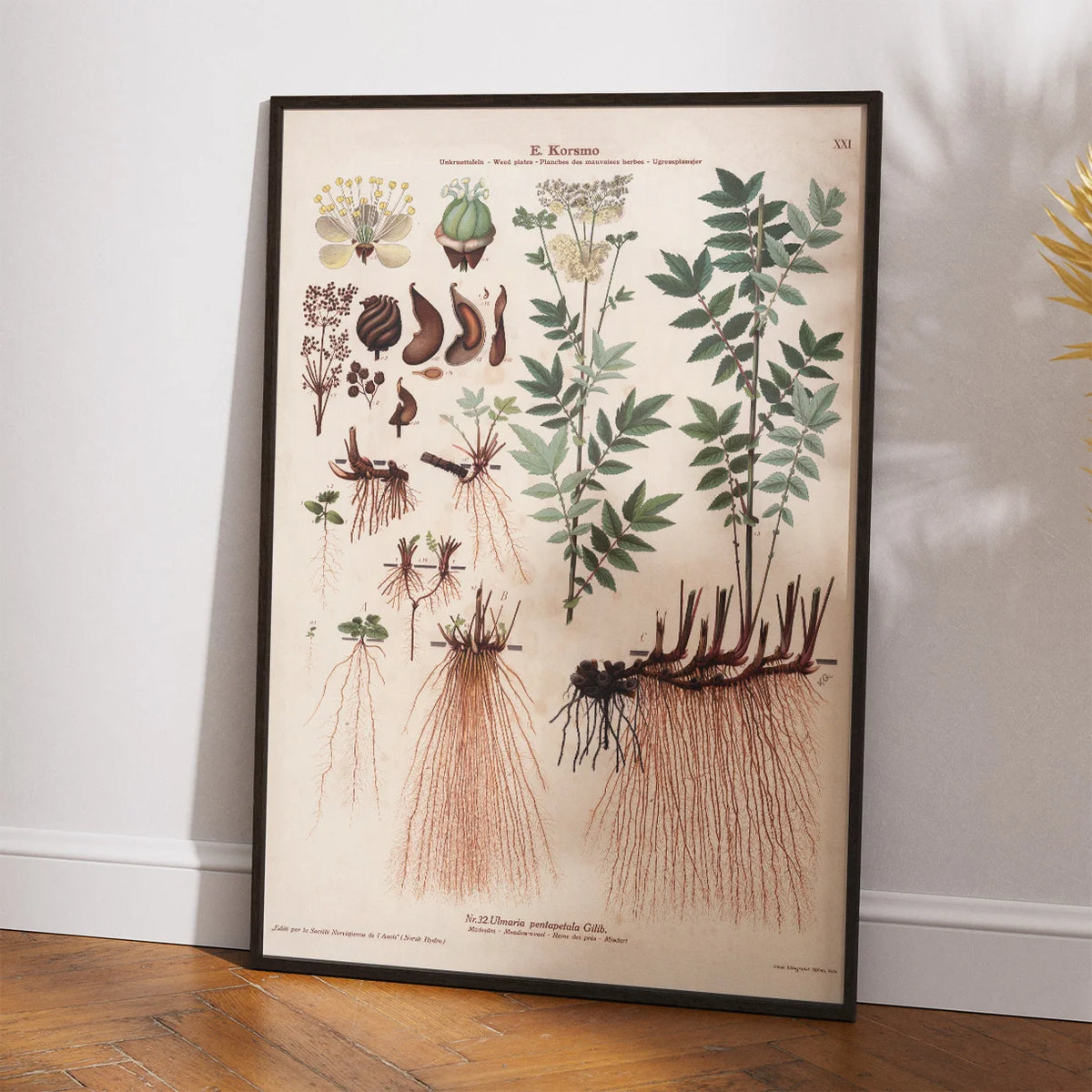 Mjødurt 1913 - Botanisk plakat – billede 2