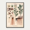 Mjødurt 1913 - Botanisk plakat – billede 1