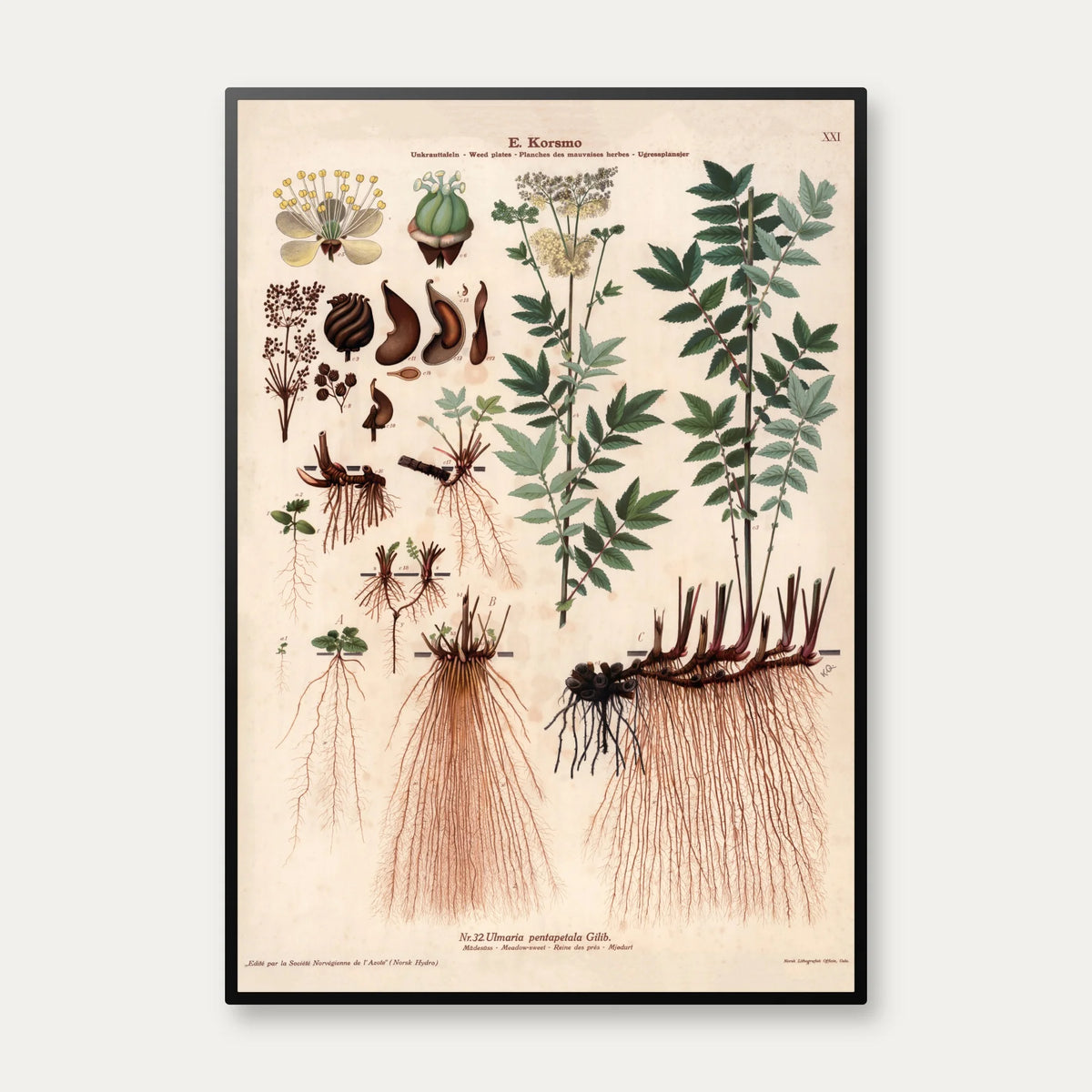 Mjødurt 1913 - Botanisk plakat – billede 1