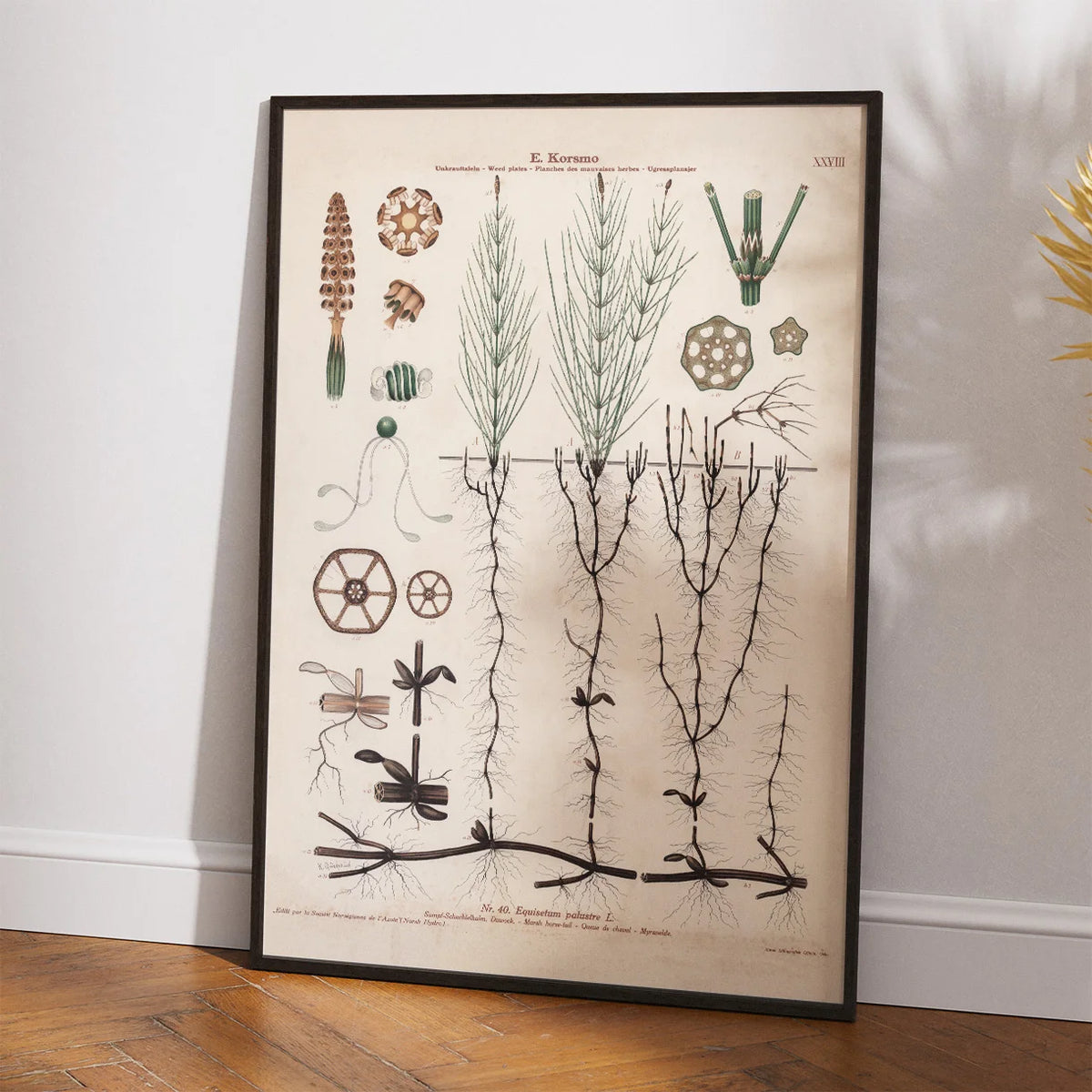 Kærpadderokke 1913 - Botanisk plakat – billede 2