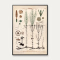 Kærpadderokke 1913 - Botanisk plakat – billede 1