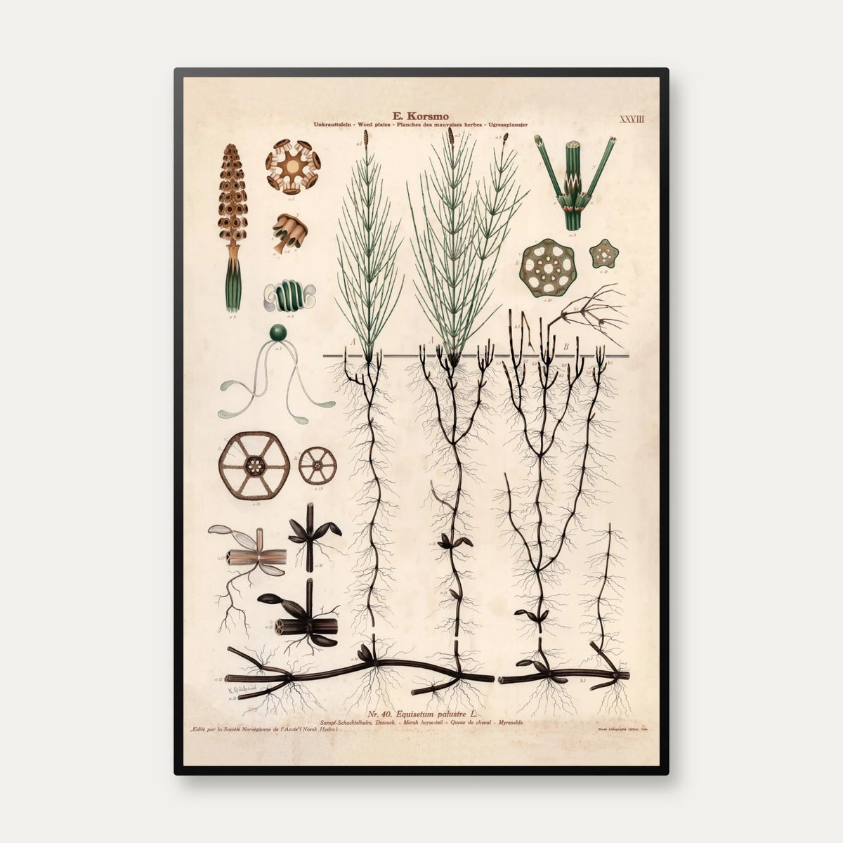 Kærpadderokke 1913 - Botanisk plakat – billede 1