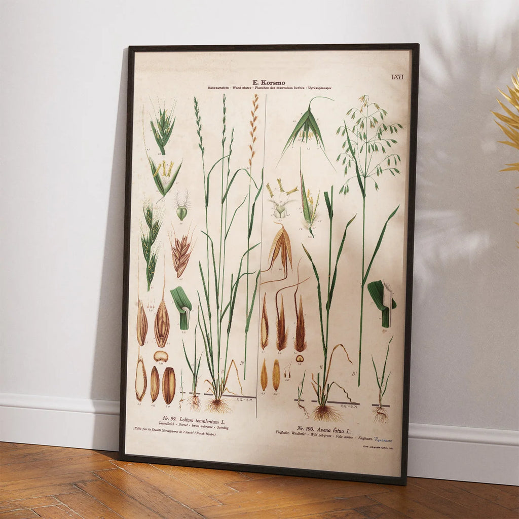 Giftig rajgræs og flyvehavre 1913 - Botanisk plakat – billede 2