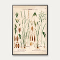 Giftig rajgræs og flyvehavre 1913 - Botanisk plakat – billede 1