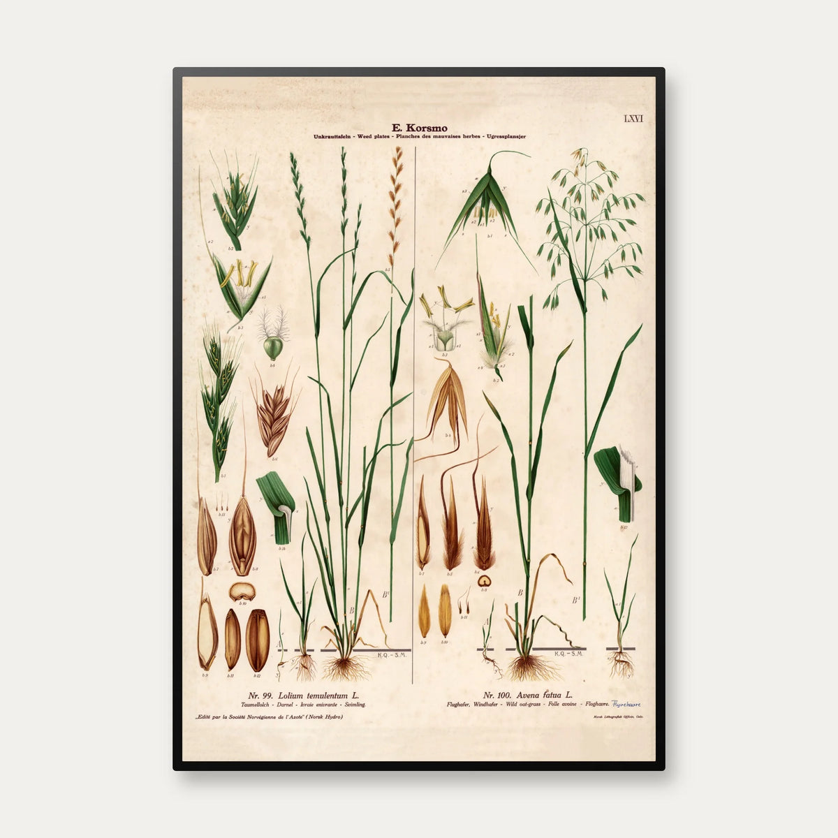 Giftig rajgræs og flyvehavre 1913 - Botanisk plakat – billede 1