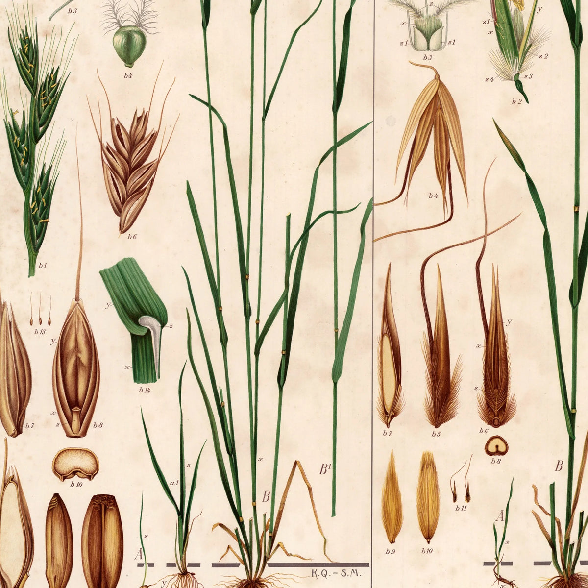 Giftig rajgræs og flyvehavre 1913 - Botanisk plakat – billede 4