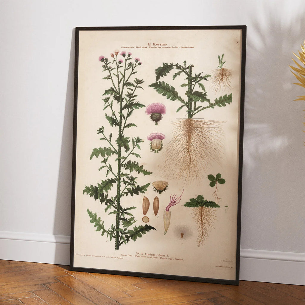 Kruset tidsel 1913 - Botanisk plakat – billede 2