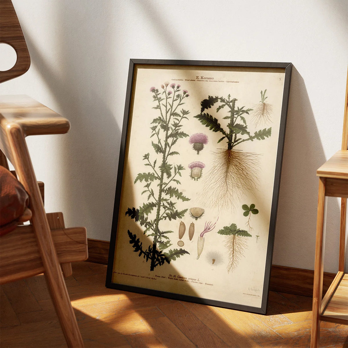 Kruset tidsel 1913 - Botanisk plakat – billede 3