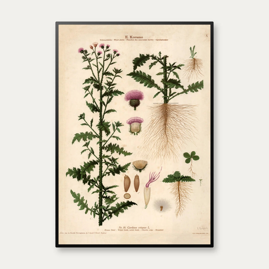Kruset tidsel 1913 - Botanisk plakat – billede 1