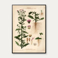 Kruset tidsel 1913 - Botanisk plakat – billede 1