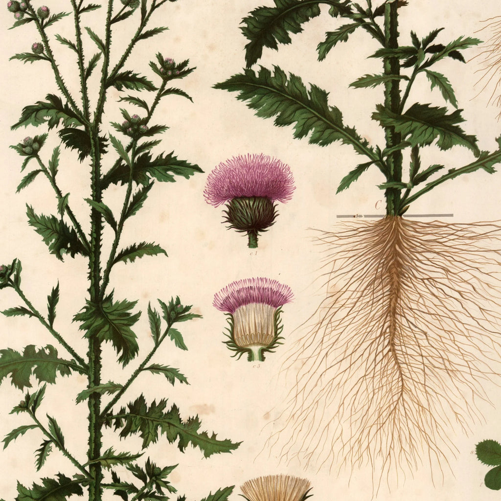 Kruset tidsel 1913 - Botanisk plakat – billede 4