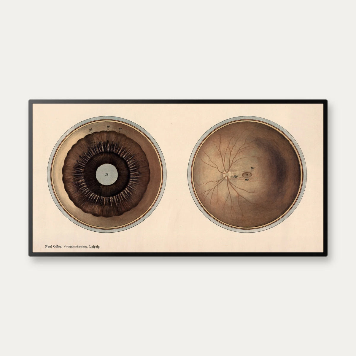 Øjet - Frohses anatomiske tavler 1900 - 80×42 cm – billede 1