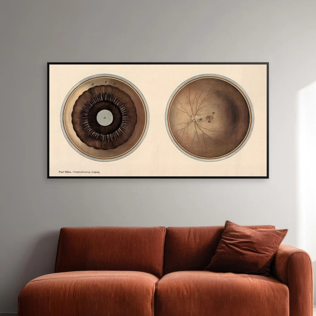 Øjet - Frohses anatomiske tavler 1900 - 80×42 cm – billede 2