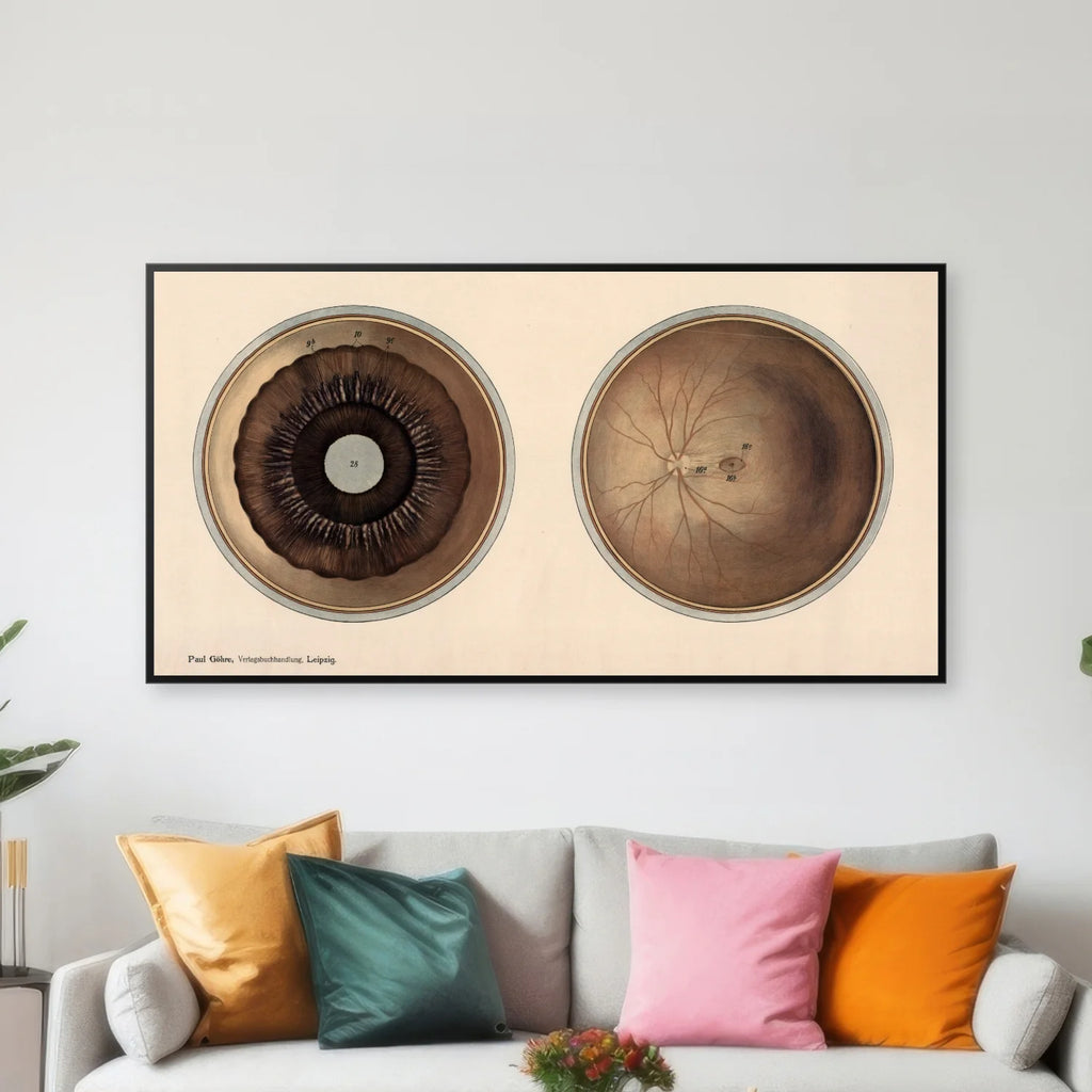 Øjet - Frohses anatomiske tavler 1900 - 80×42 cm – billede 3