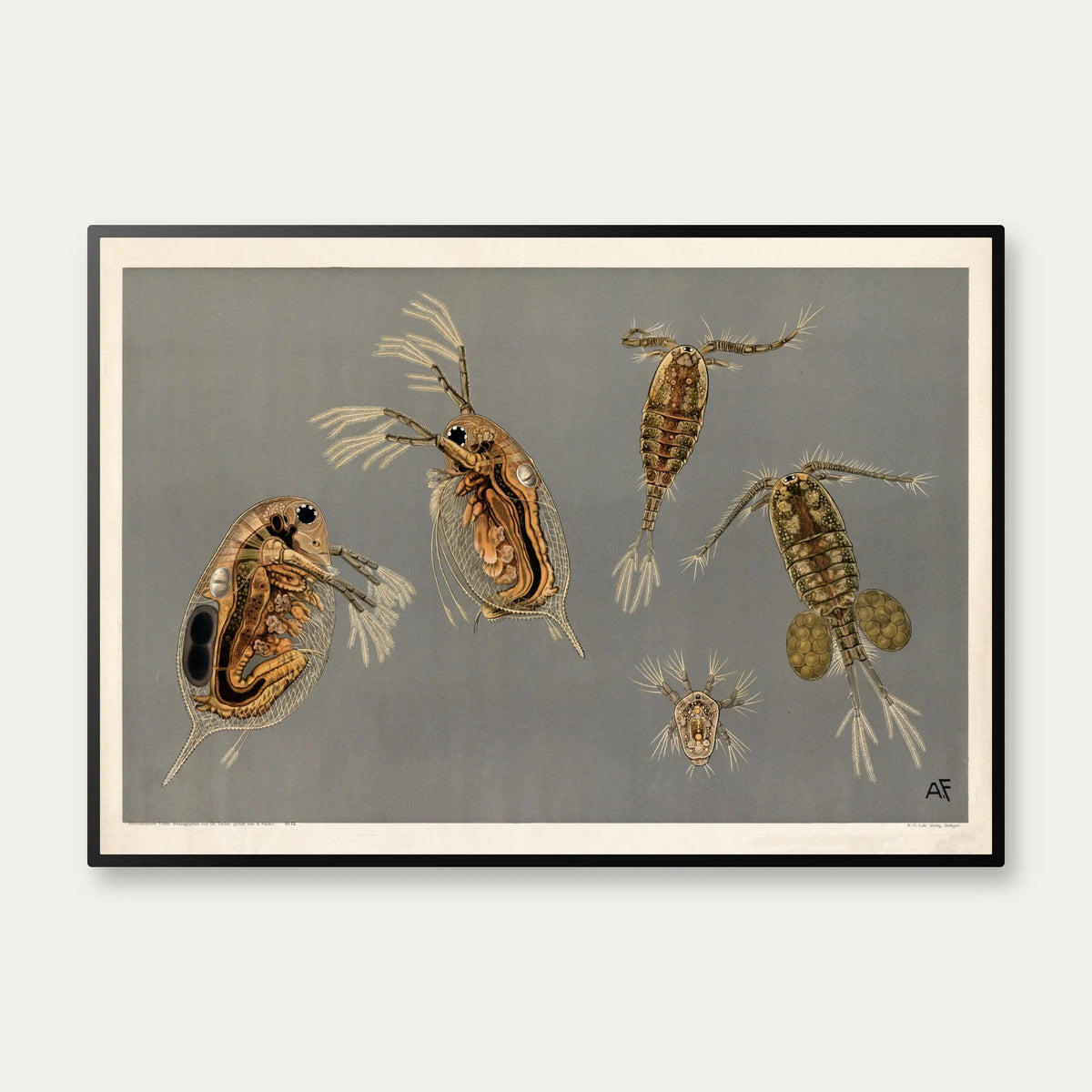 Småkrebs 1910 - Biologisk planche – billede 1