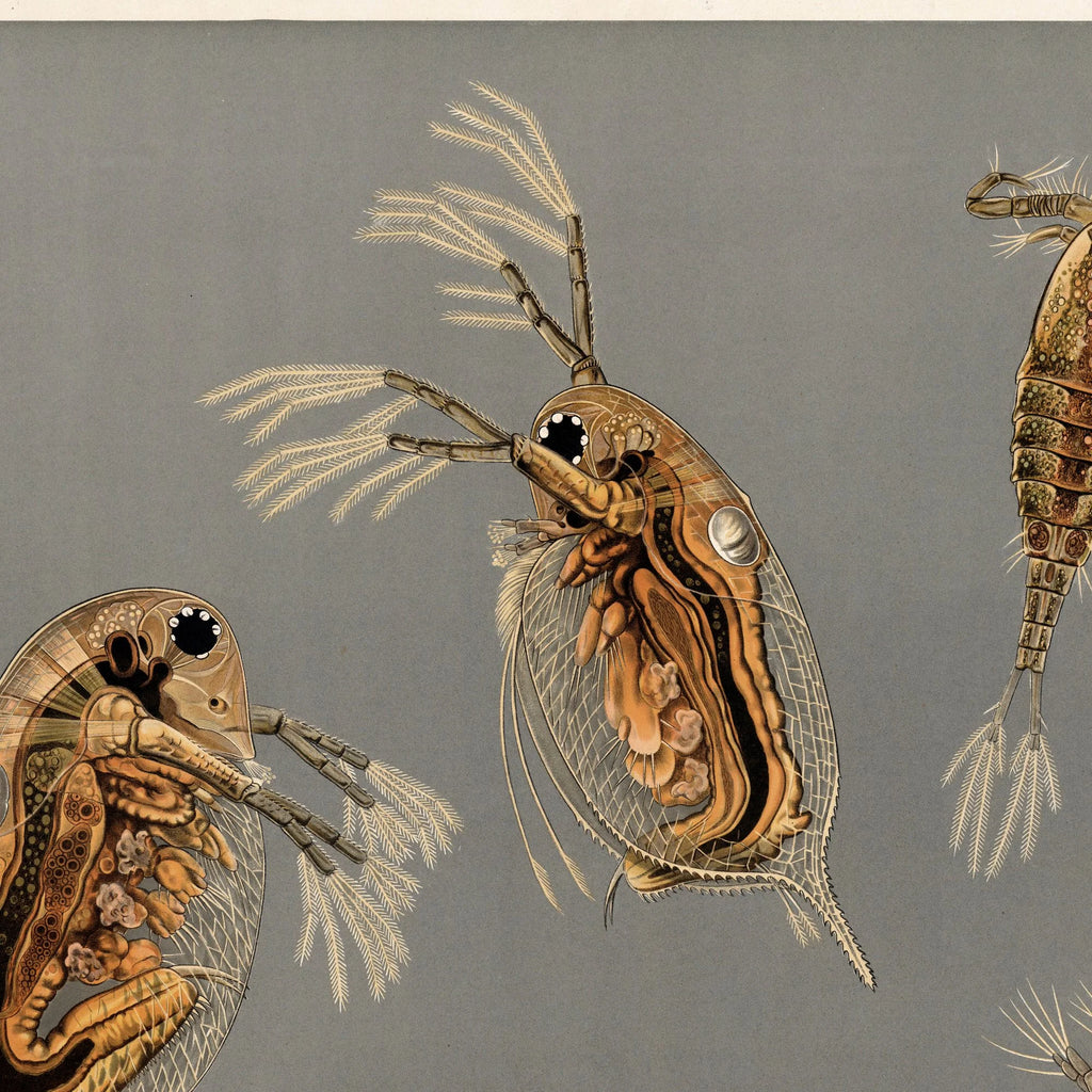 Småkrebs 1910 - Biologisk planche – billede 4
