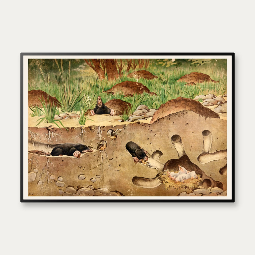 Muldvarp 1910 - Zoologisk planche – billede 1