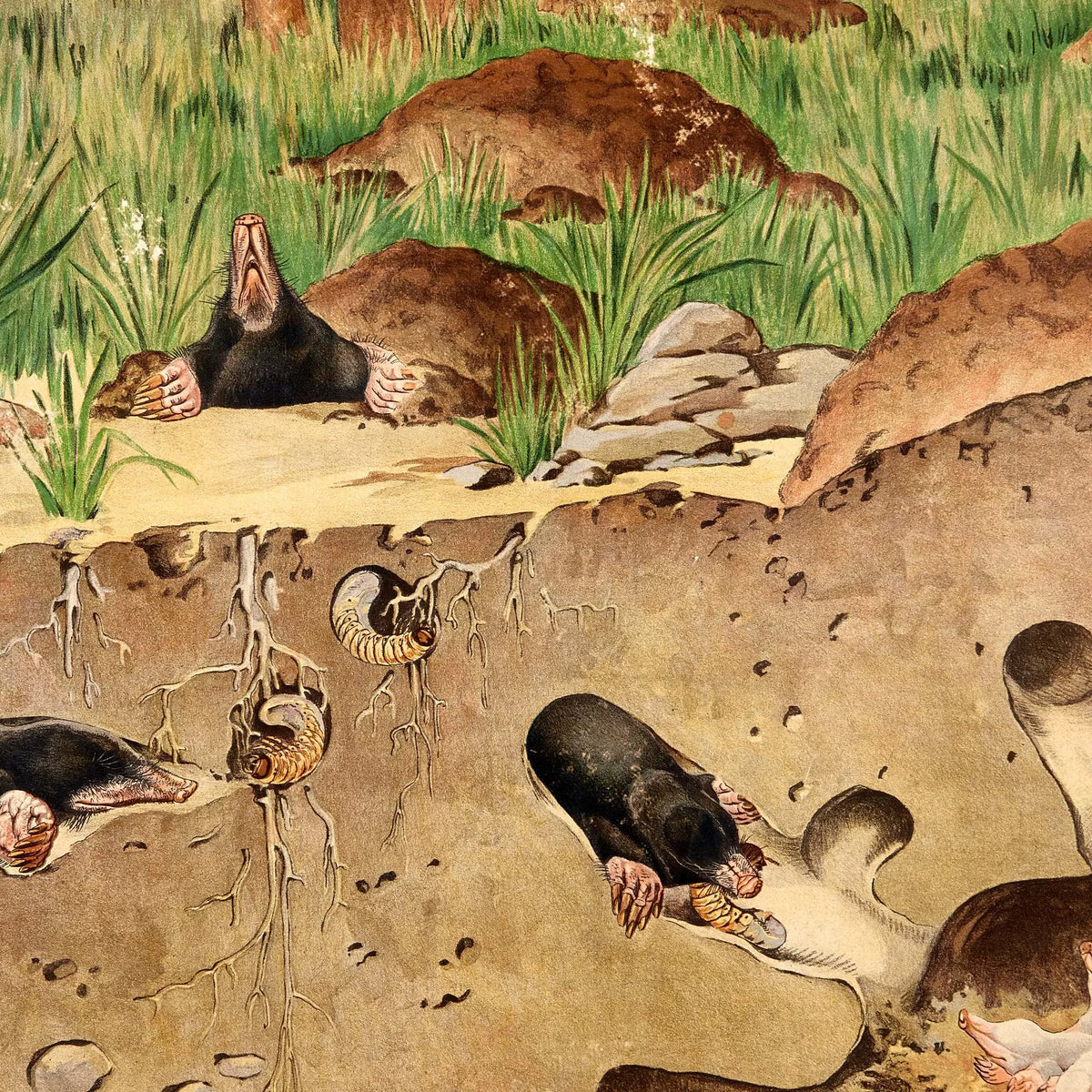 Muldvarp 1910 - Zoologisk planche – billede 4