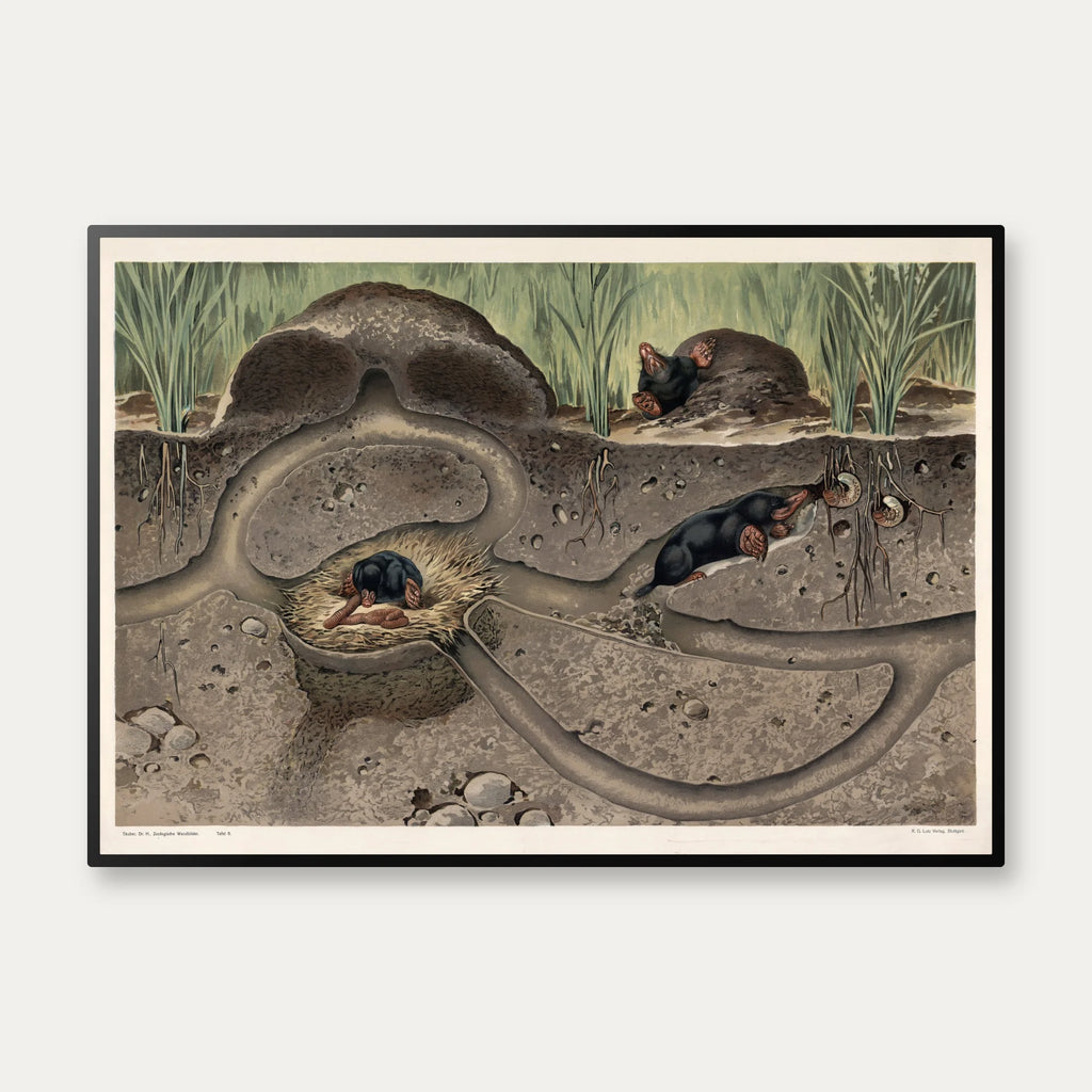Muldvarp II 1910 - Zoologisk planche – billede 1