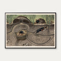 Muldvarp II 1910 - Zoologisk planche – billede 1