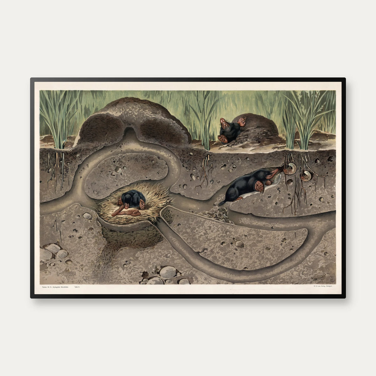 Muldvarp II 1910 - Zoologisk planche – billede 1