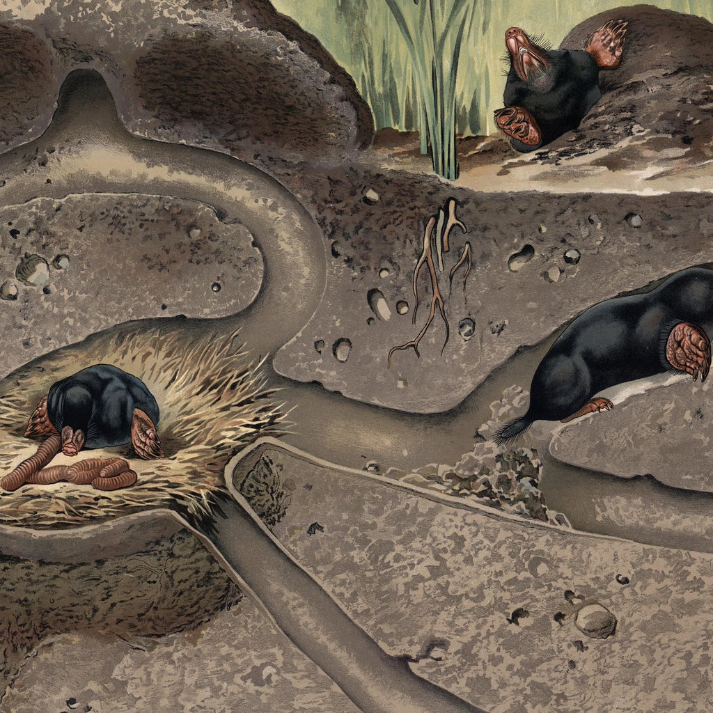 Muldvarp II 1910 - Zoologisk planche – billede 4