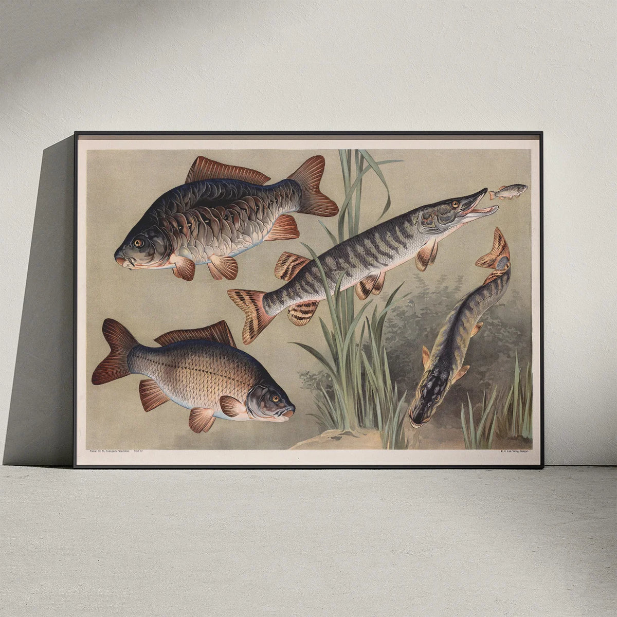 Karpe og gedde 1910 - Zoologisk planche – billede 3