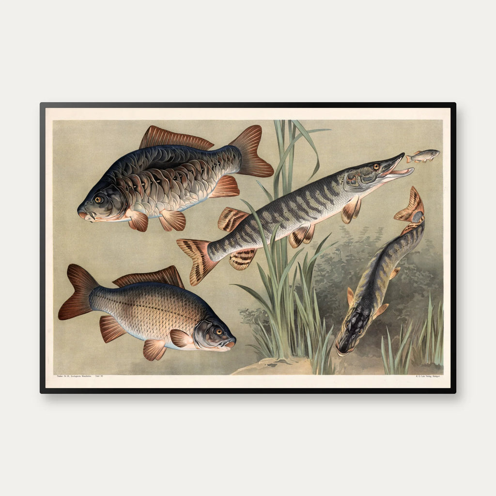 Karpe og gedde 1910 - Zoologisk planche – billede 1