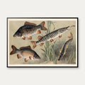 Karpe og gedde 1910 - Zoologisk planche – billede 1