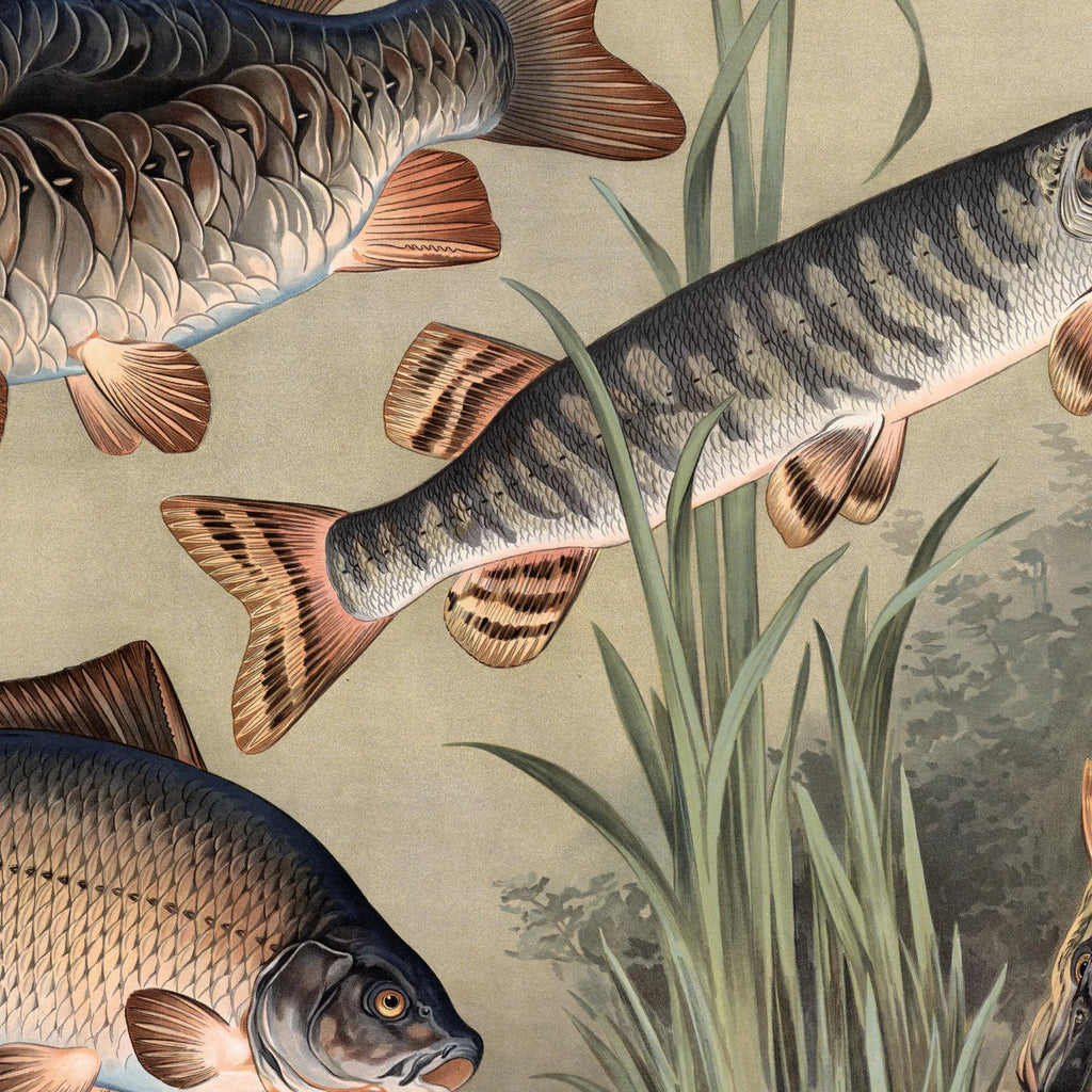 Karpe og gedde 1910 - Zoologisk planche – billede 4