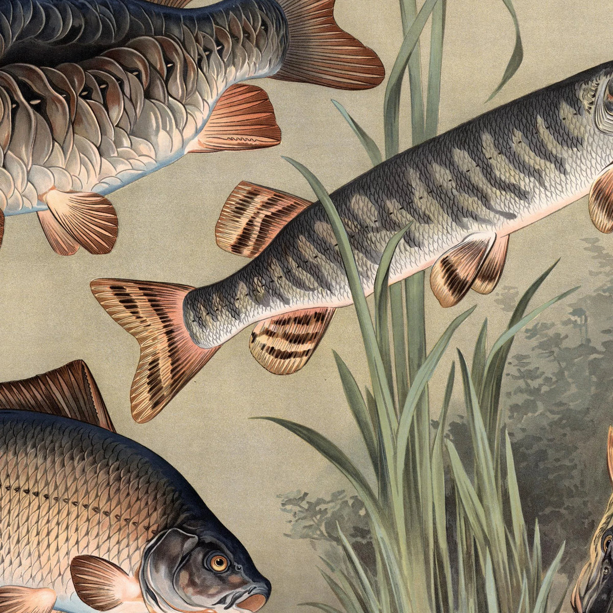 Karpe og gedde 1910 - Zoologisk planche – billede 4