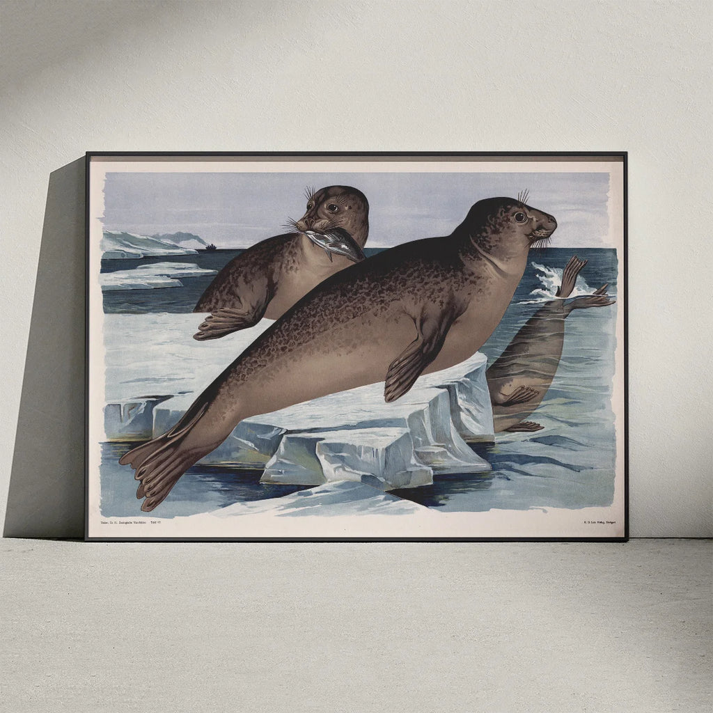 Sæl 1910 - Zoologisk planche – billede 3