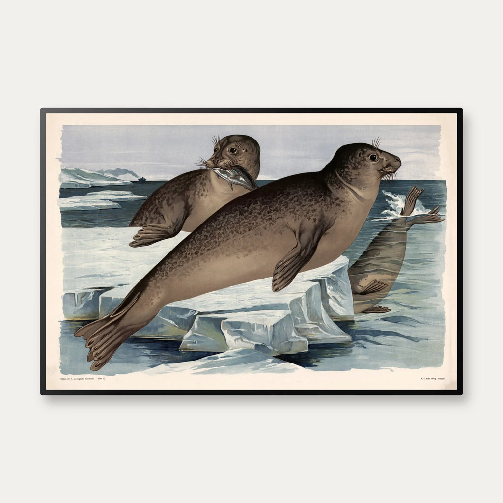Sæl 1910 - Zoologisk planche – billede 1